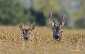 <p>SRNEC OBECNÝ (Capreolus capreolus) Šluknovskop - Království --- /European roe deer - Reh/</p>